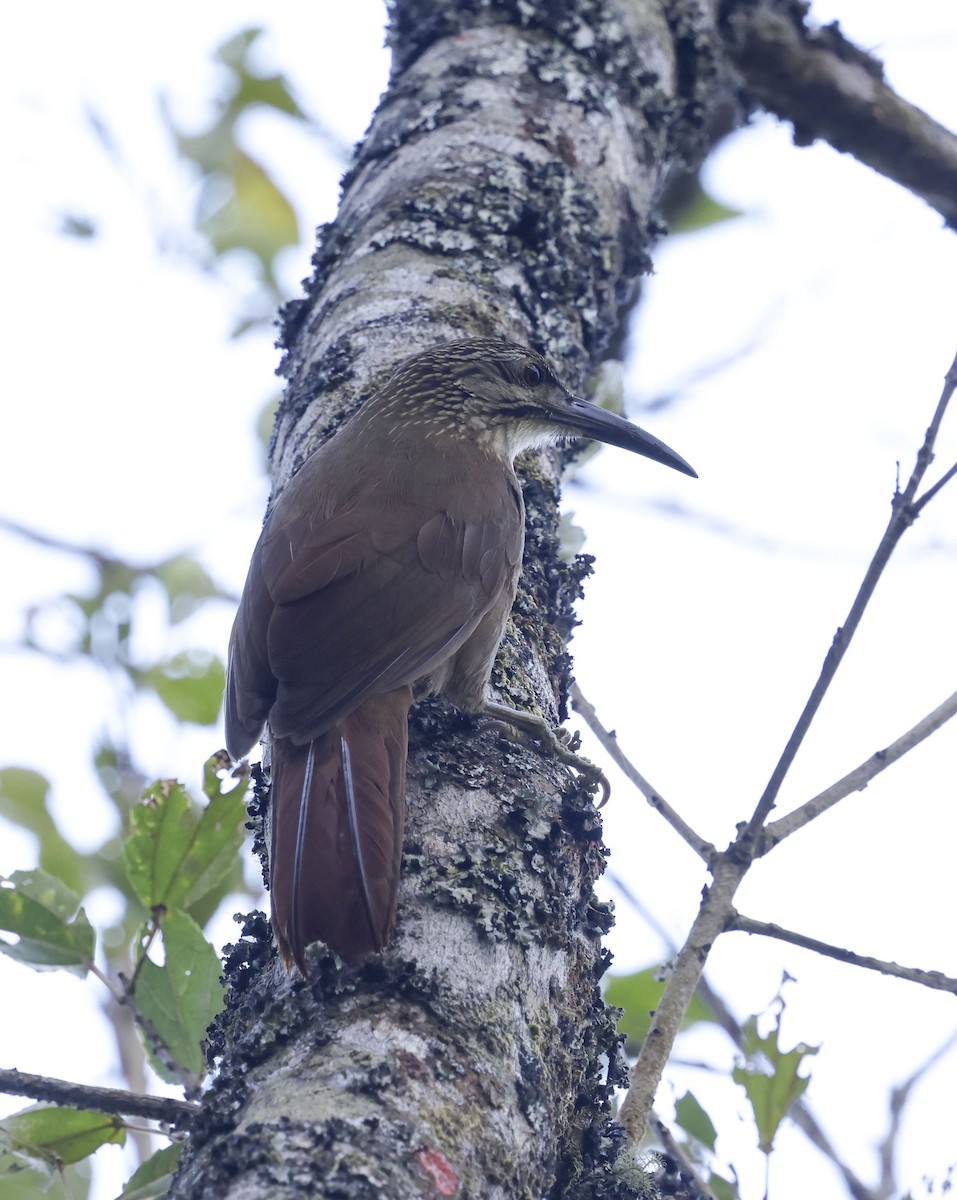 Grimpar à gorge blanche - ML644772439
