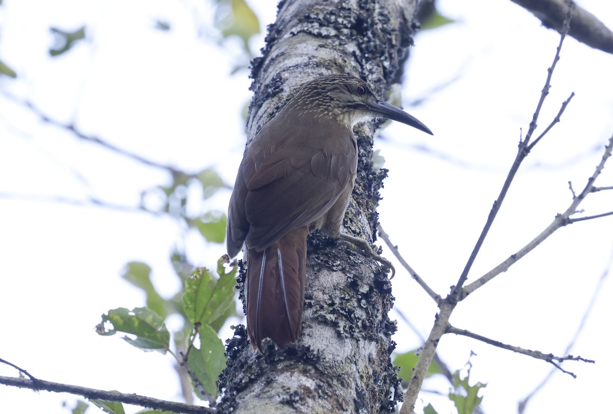 Grimpar à gorge blanche - ML644772440