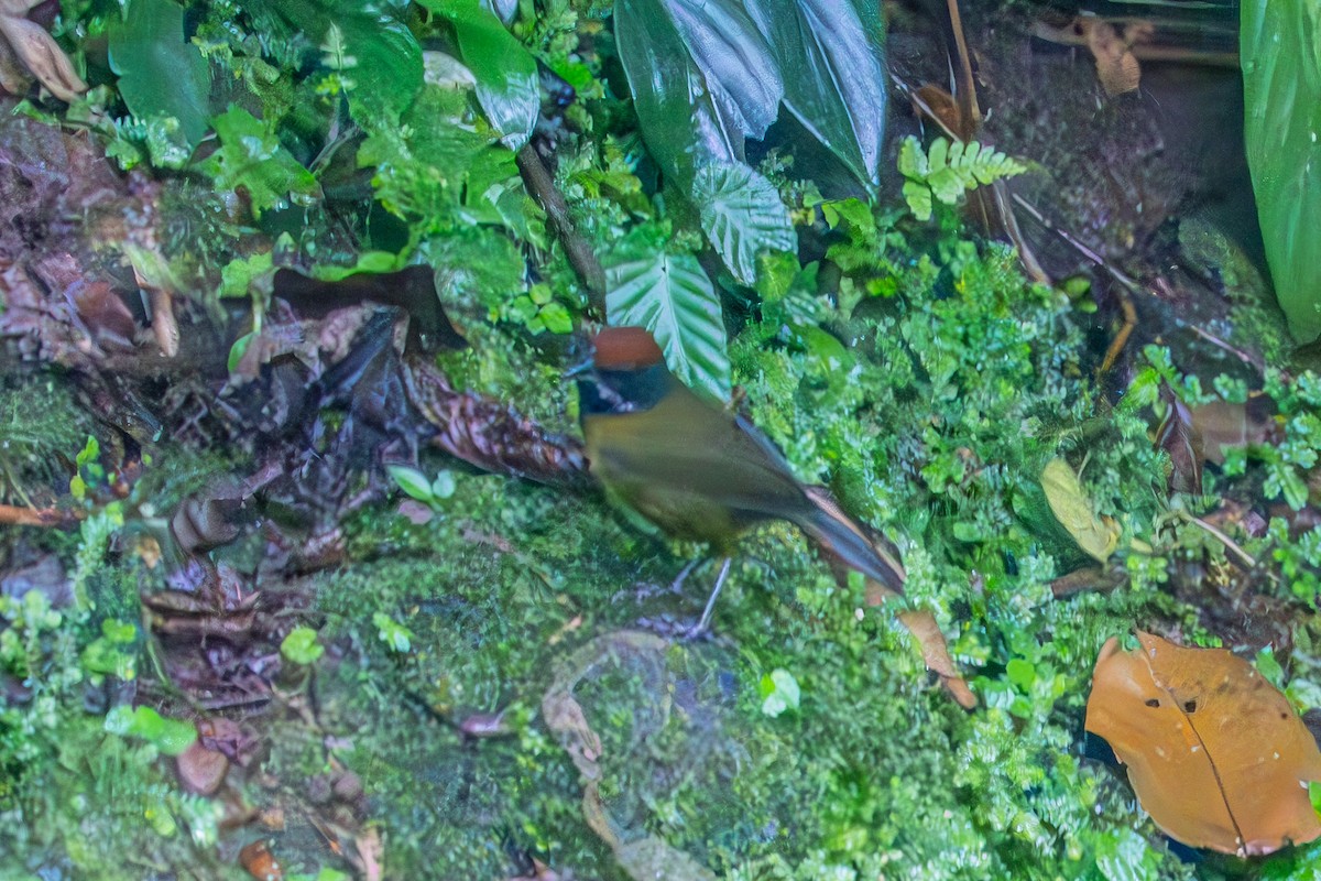 ウスズミハシブトシトド - ML644772441