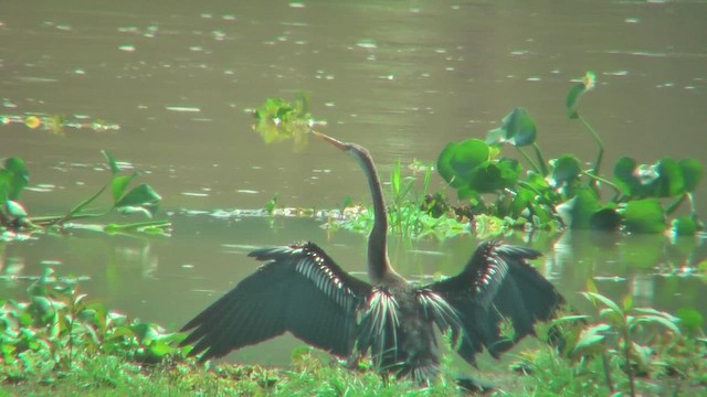 アジアヘビウ - ML644772451