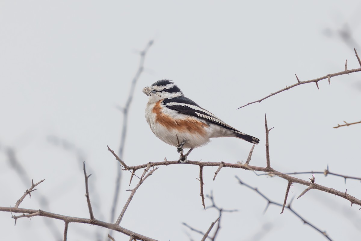 ヒメヤブモズ - ML644772452