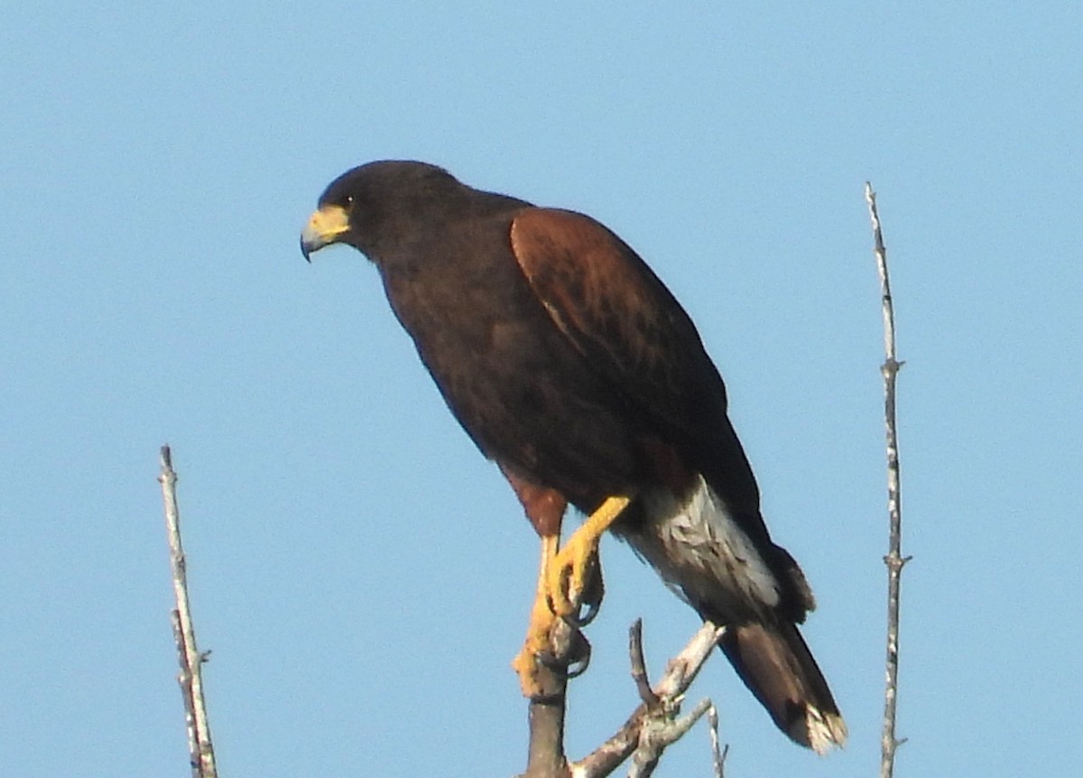 モモアカノスリ - ML644772461