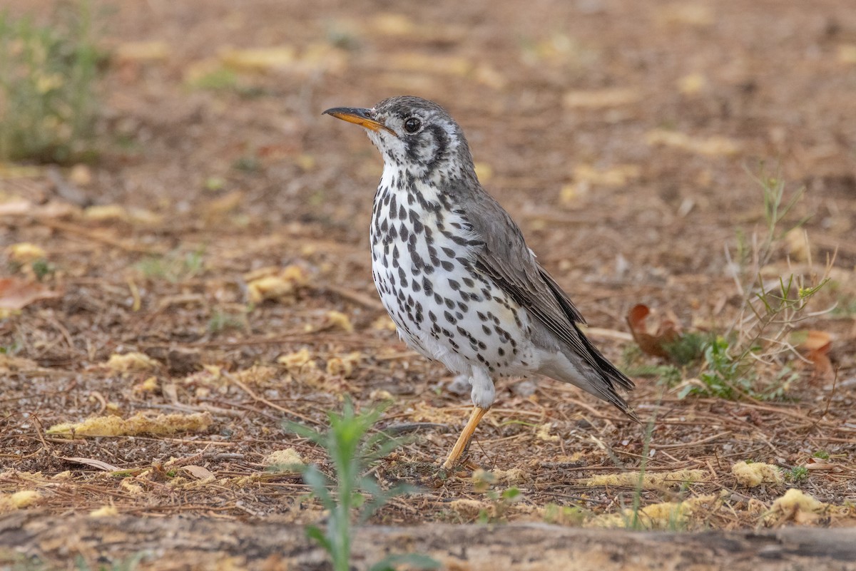 Groundscraper Thrush - ML644772464