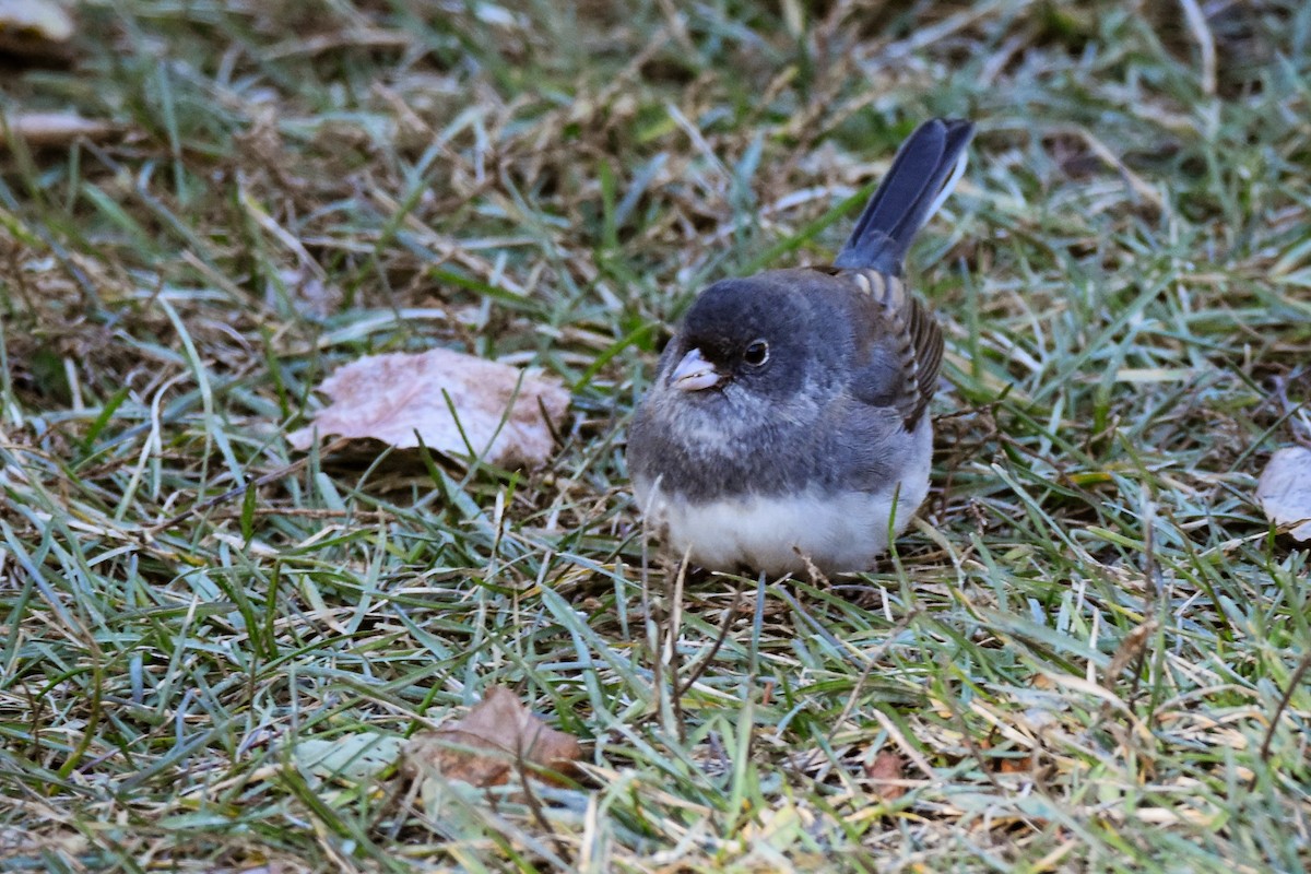 ユキヒメドリ - ML644772465