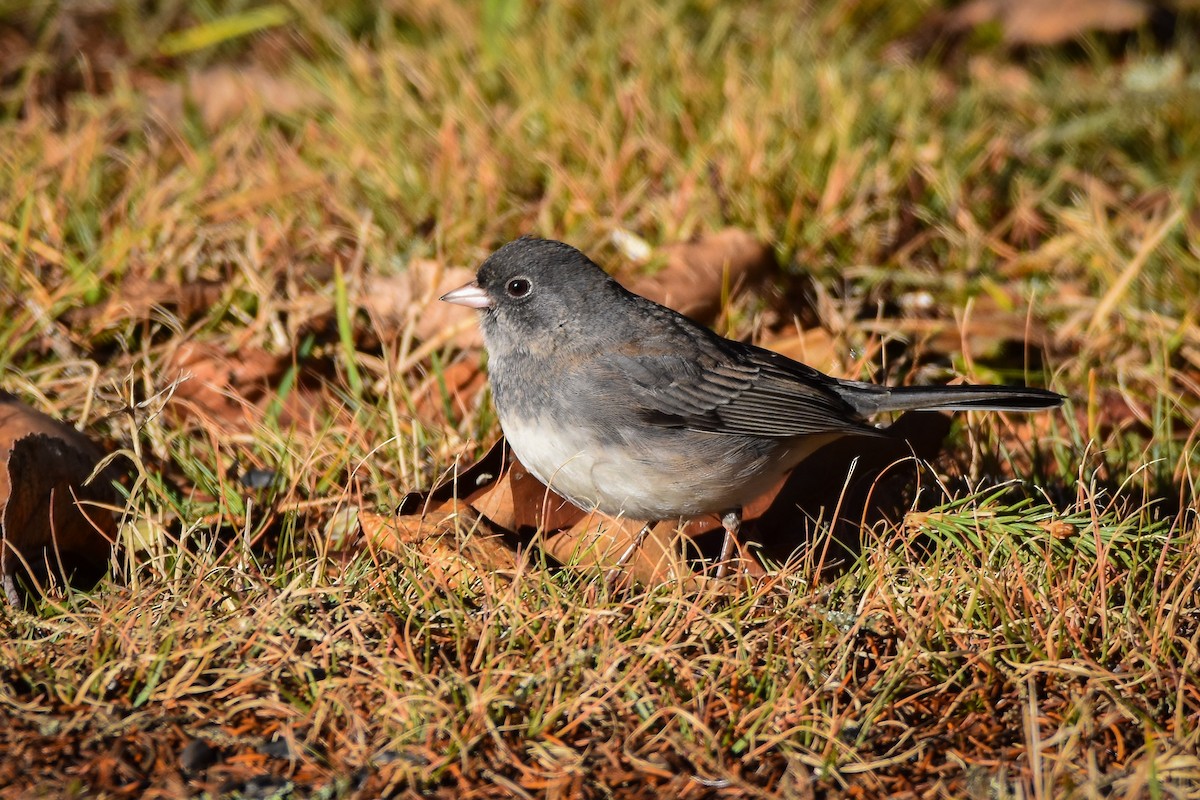 ユキヒメドリ - ML644772466