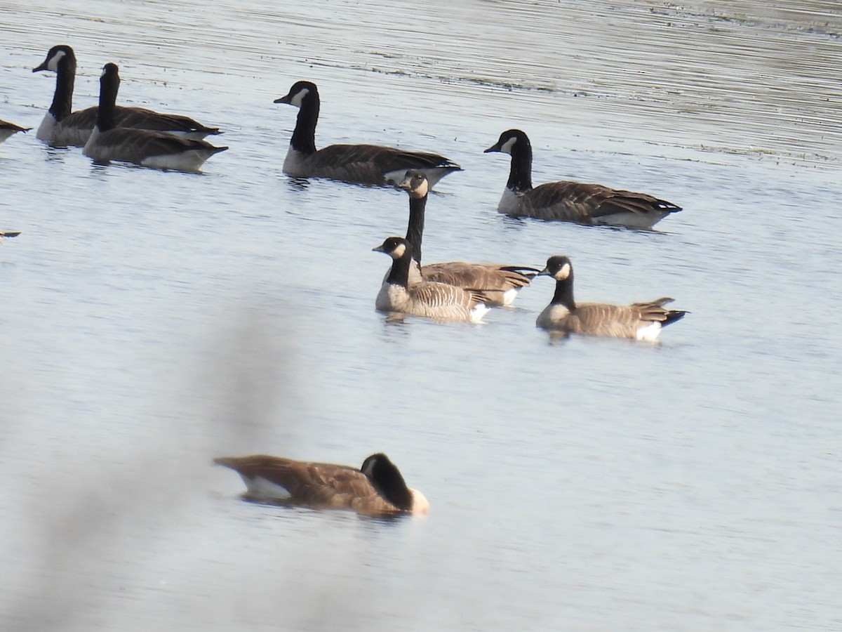 Cackling Goose - ML644772468