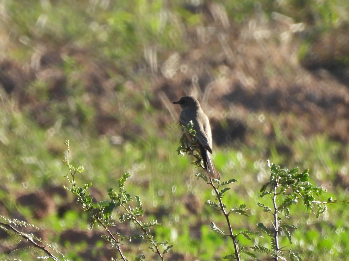 チャイロツキヒメハエトリ - ML644772470