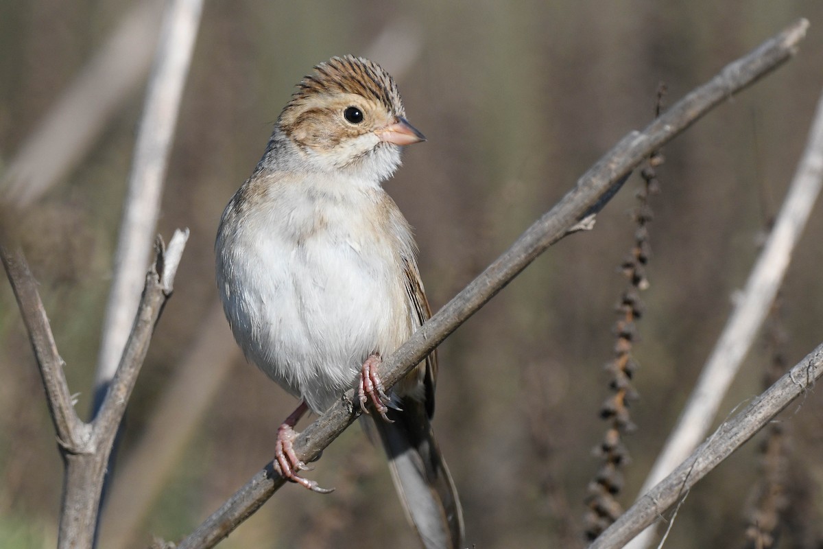 サバンナシトド - ML644772471