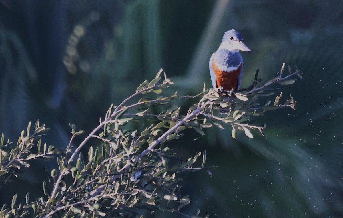 クビワヤマセミ - ML644772475