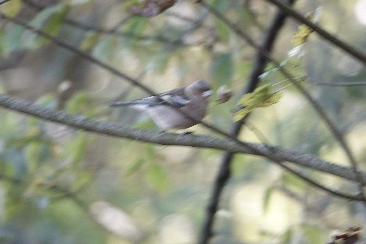 ズアオアトリ - ML644772476