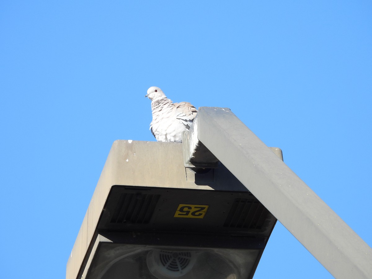 Буулгат хүүрзгэнэ - ML644772477