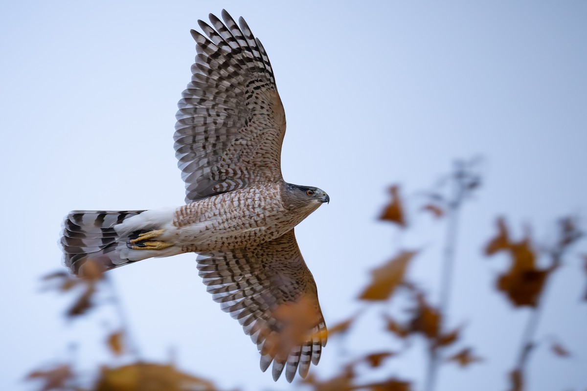 クーパーハイタカ - ML644772478