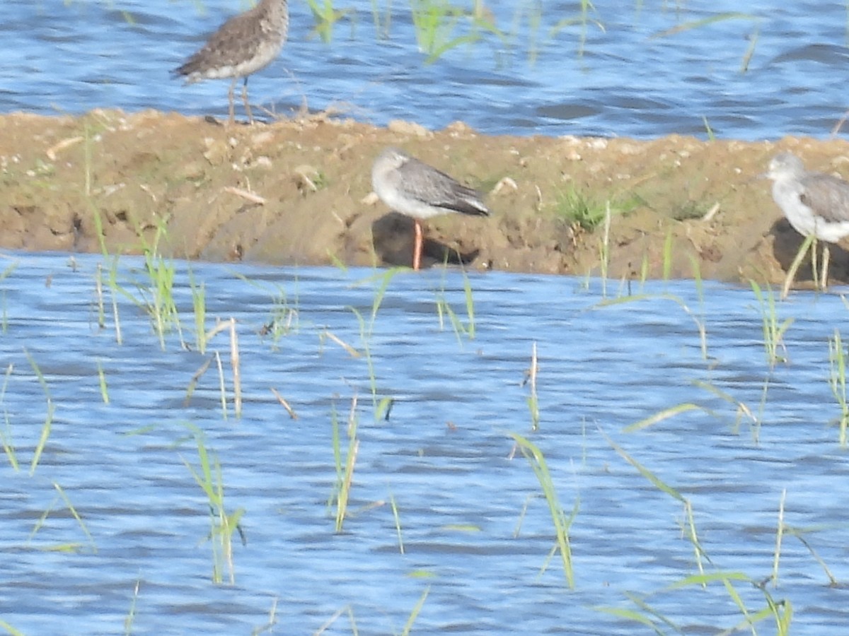 ツルシギ - ML644772480