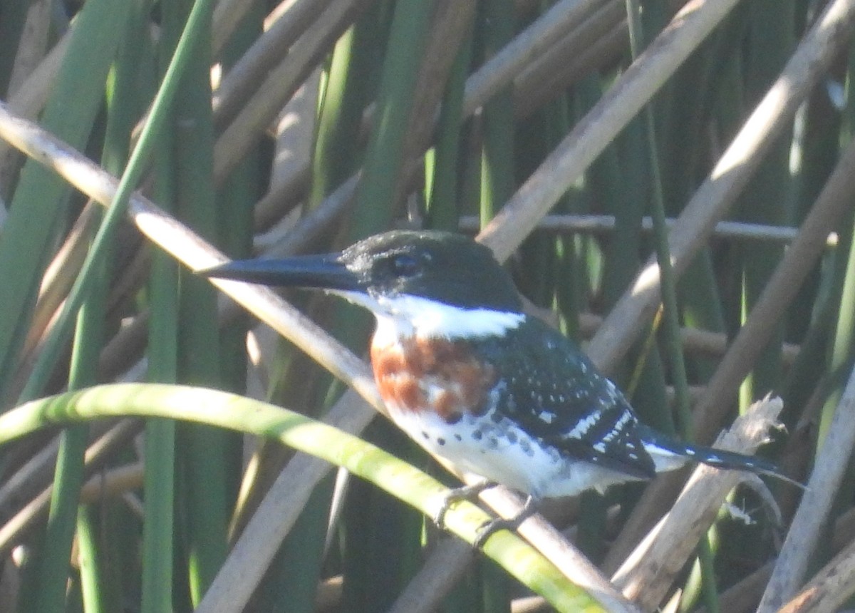 ミドリヤマセミ - ML644772482