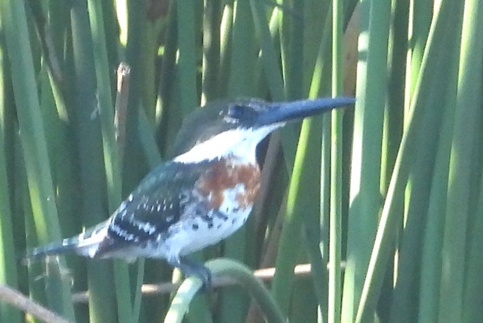 ミドリヤマセミ - ML644772483