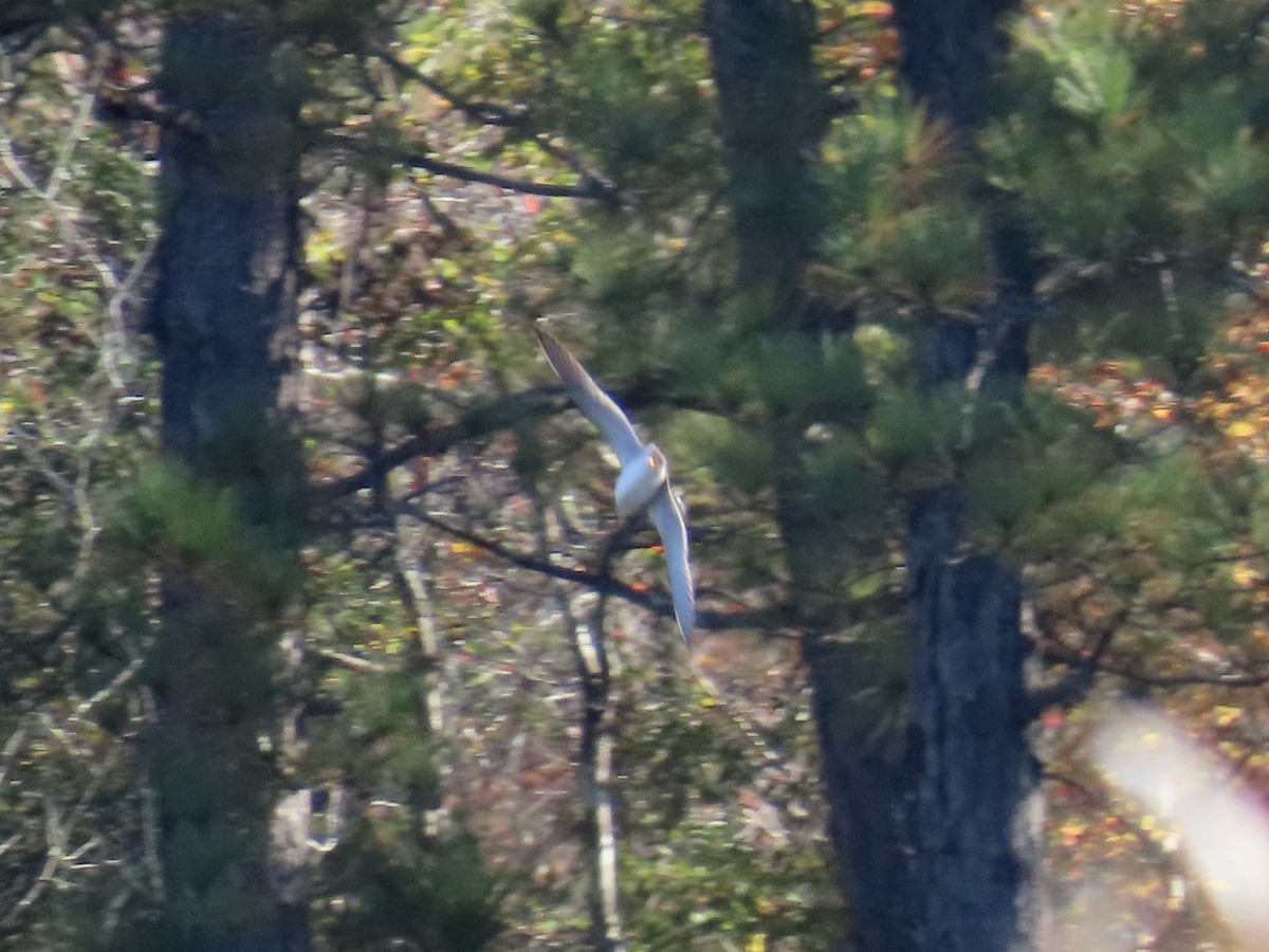 Greater Yellowlegs - ML644772485
