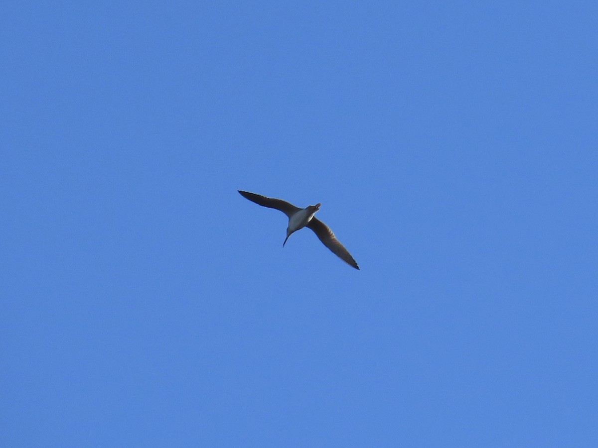 Greater Yellowlegs - ML644772486