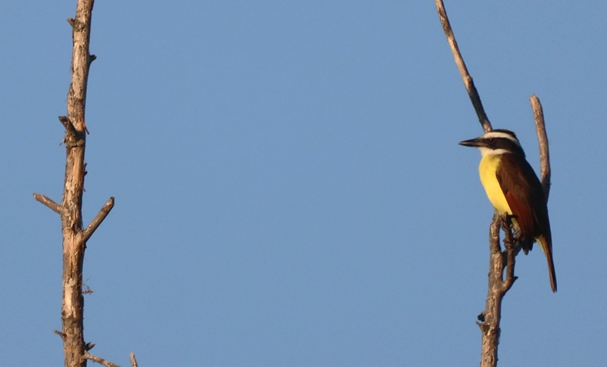 Great Kiskadee - ML644772487