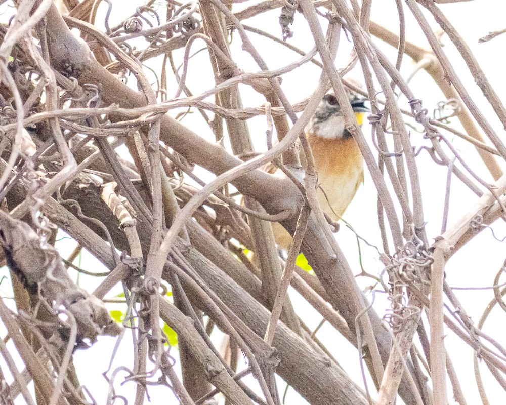 オオオナガカマドドリ - ML644772488