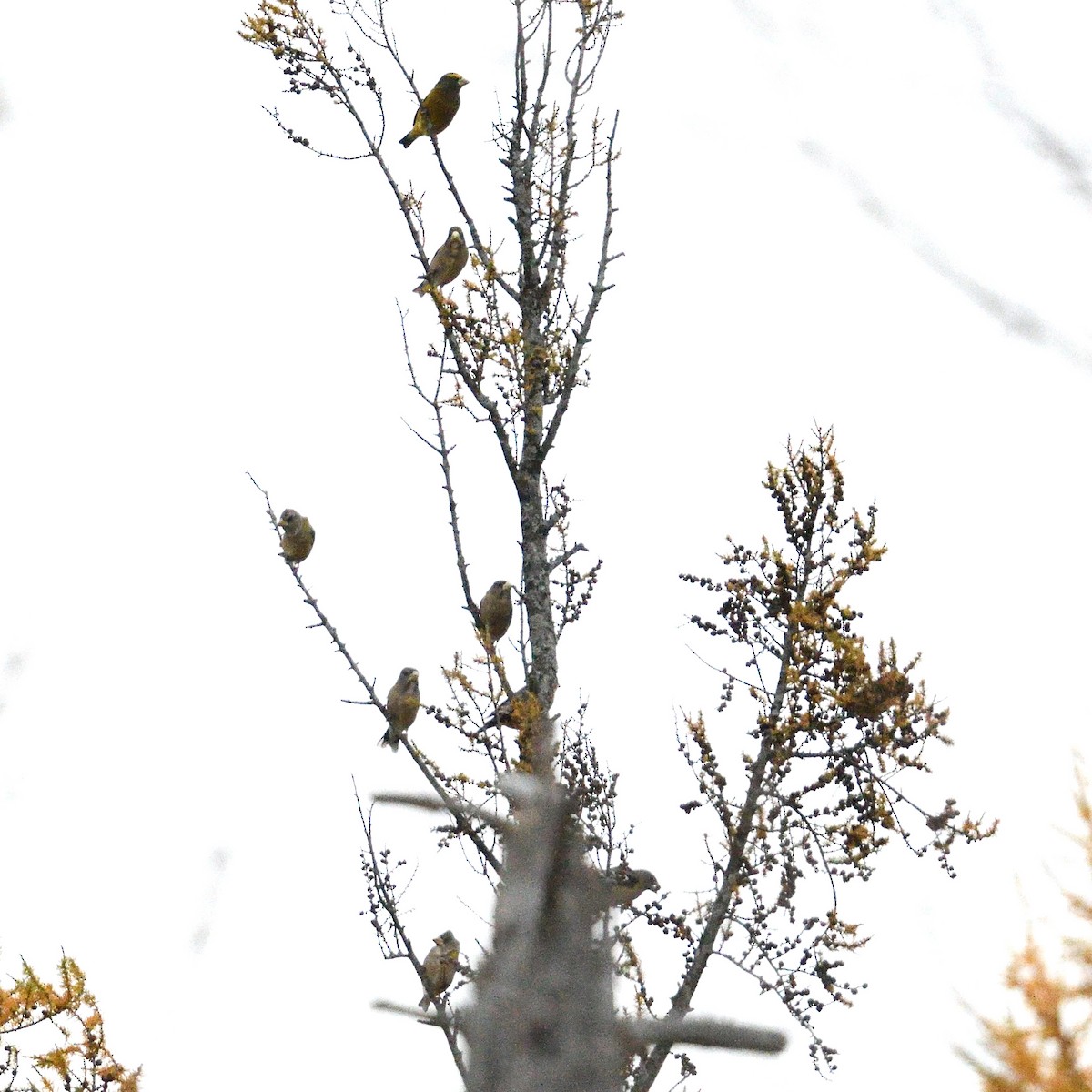 キビタイシメ - ML644772489