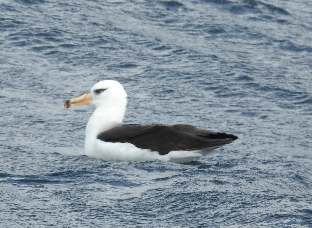マユグロアホウドリ（melanophris） - ML644772491