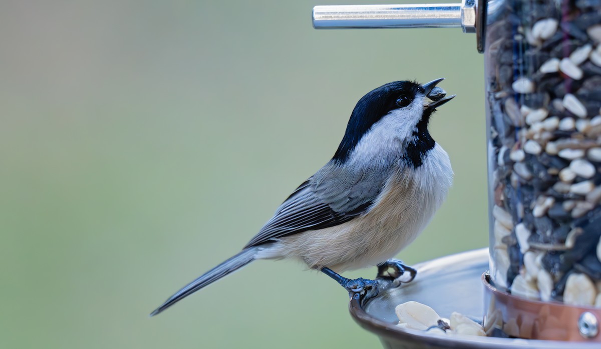 Carolina Chickadee - ML644772497