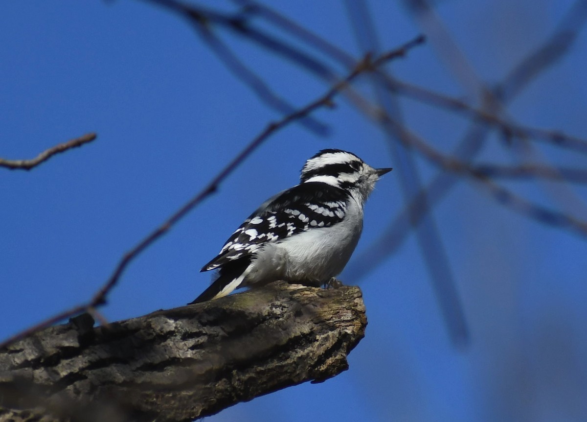 Downy Woodpecker - ML644772498