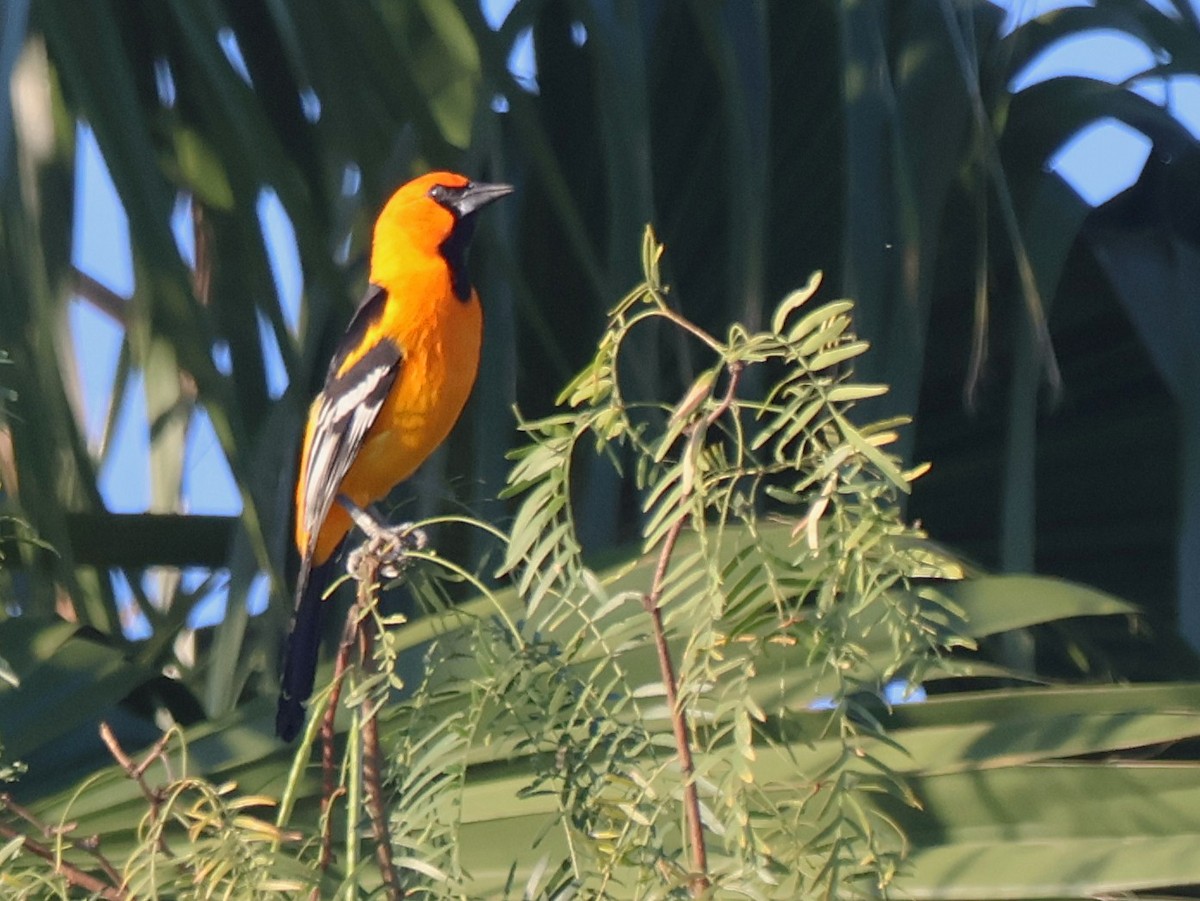 Altamira Oriole - ML644772500