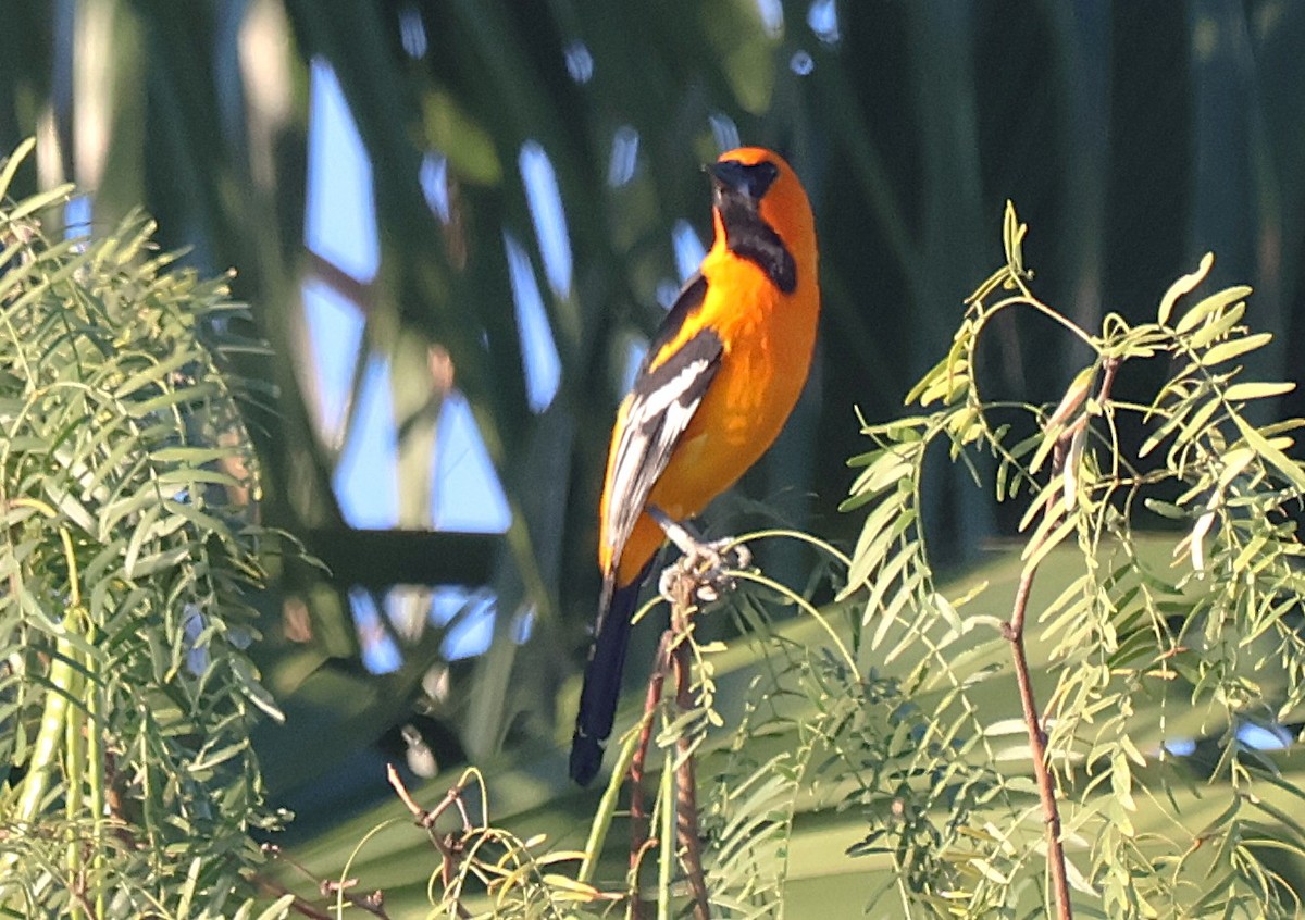 Altamira Oriole - ML644772504