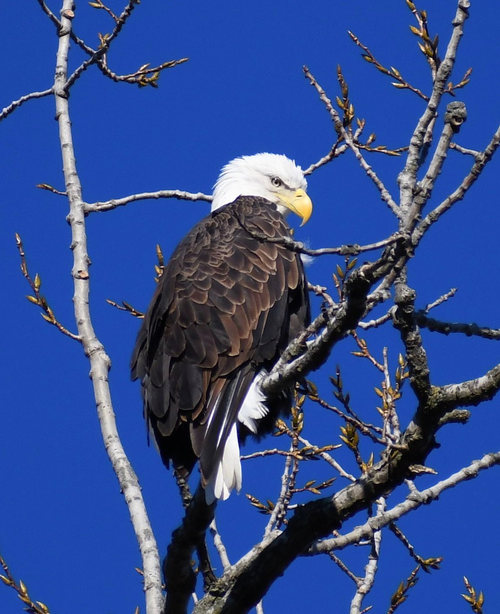 Bald Eagle - ML644772508