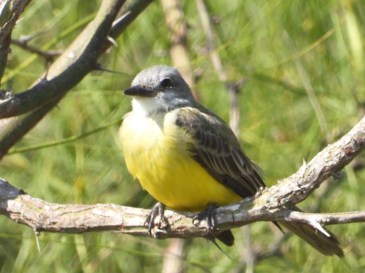 Couch's Kingbird - ML644772510