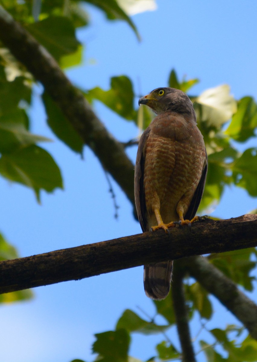 Roadside Hawk - ML644772512