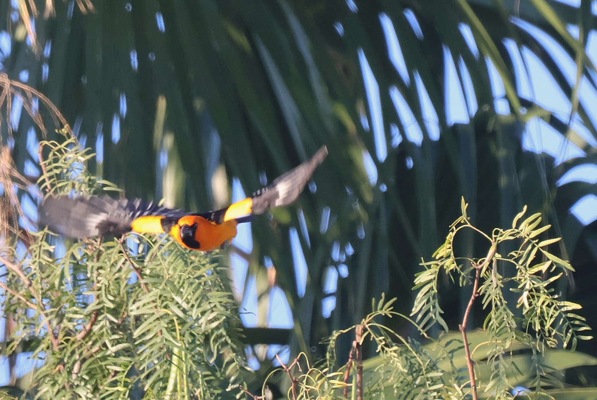 Altamira Oriole - ML644772516