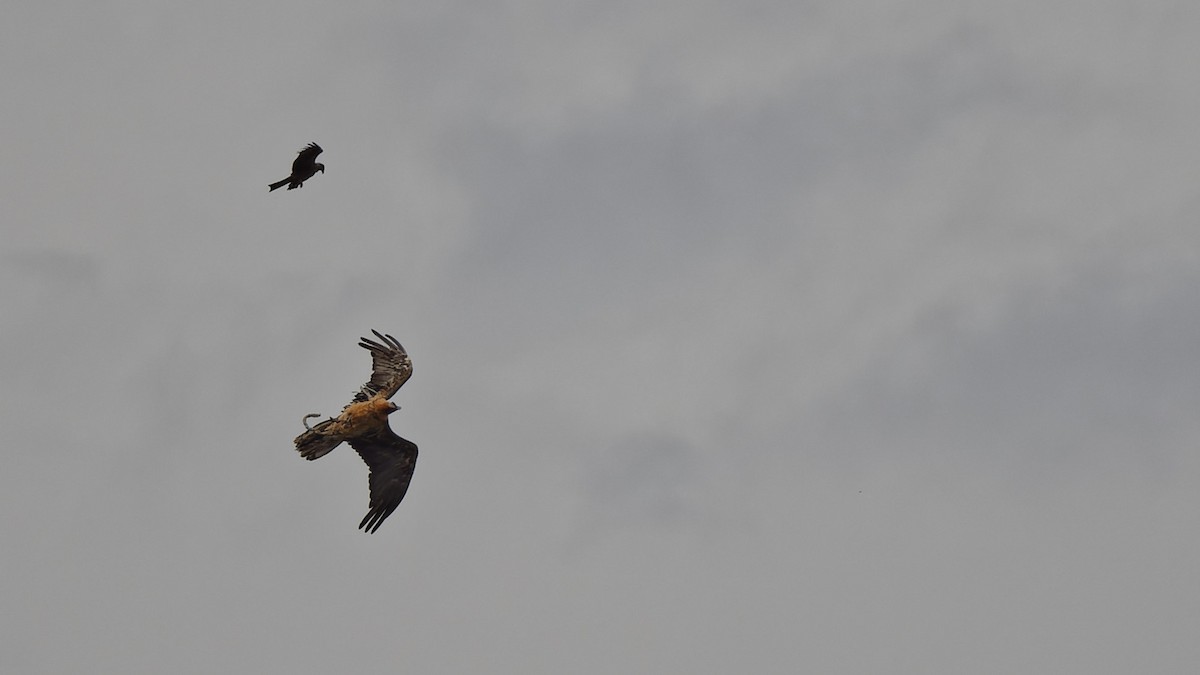 Bearded Vulture - ML644772522