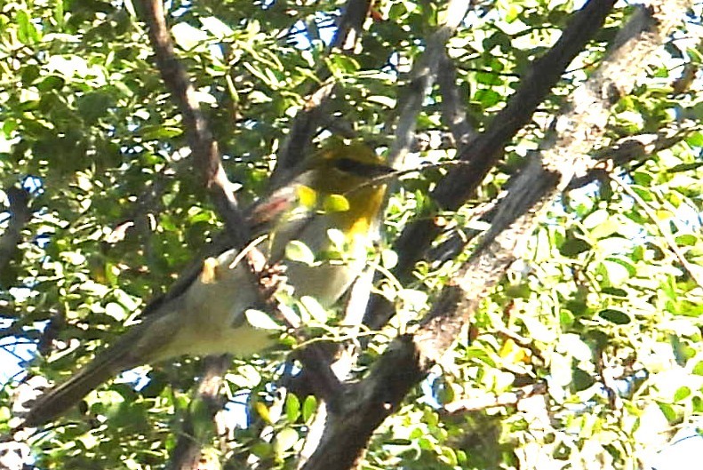 Verdin - ML644772525