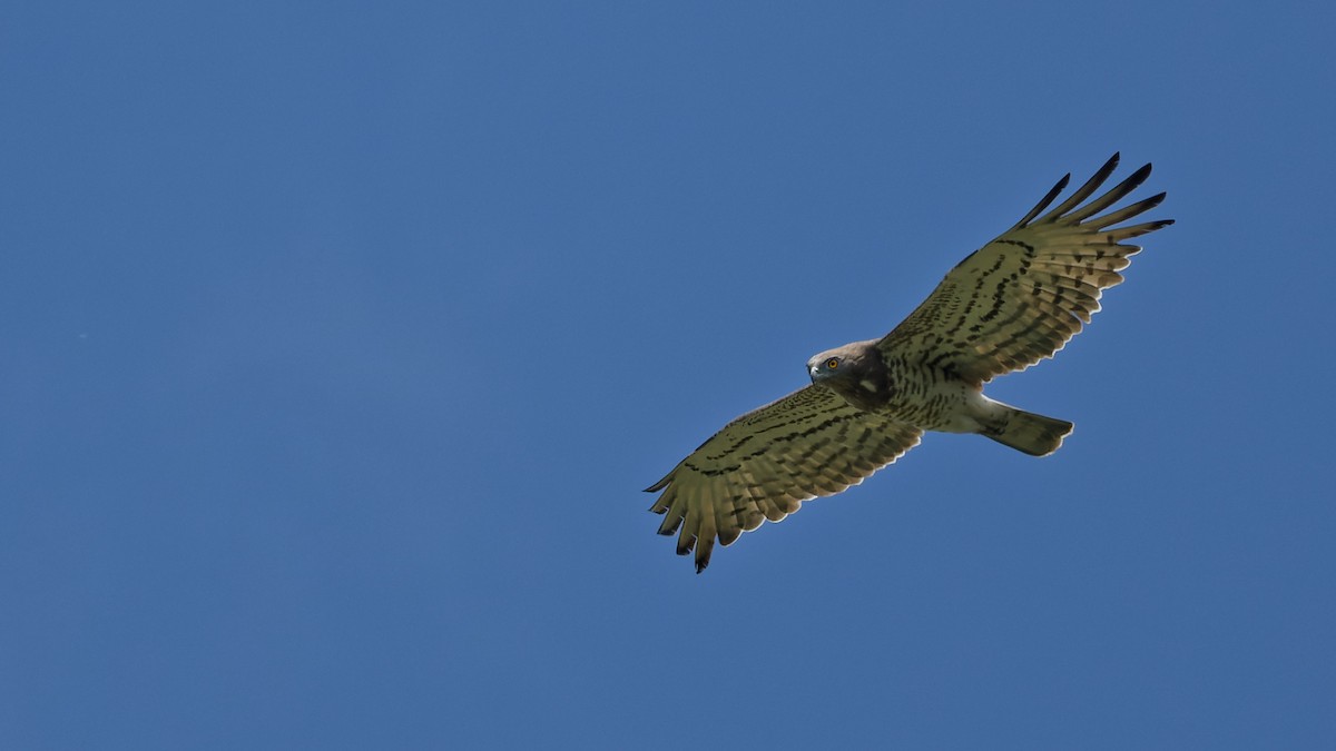 Short-toed Snake-Eagle - ML644772539
