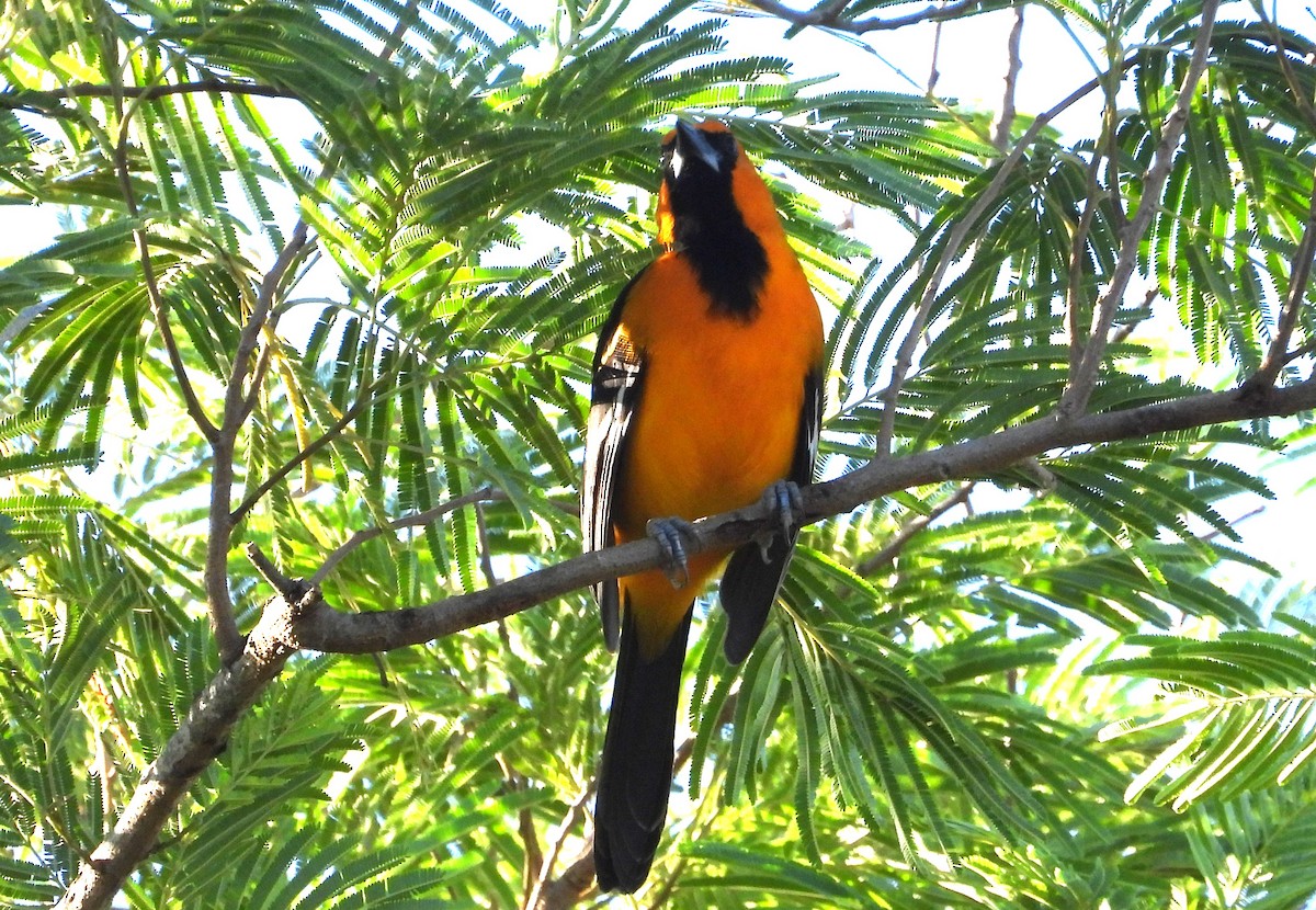 Altamira Oriole - ML644772546