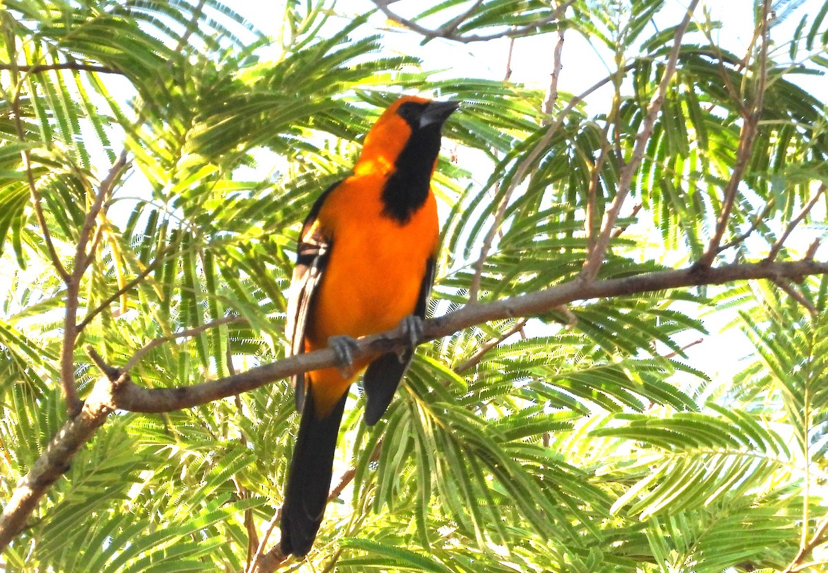 Altamira Oriole - ML644772547