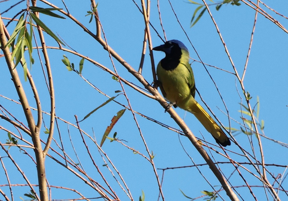 Green Jay - ML644772548