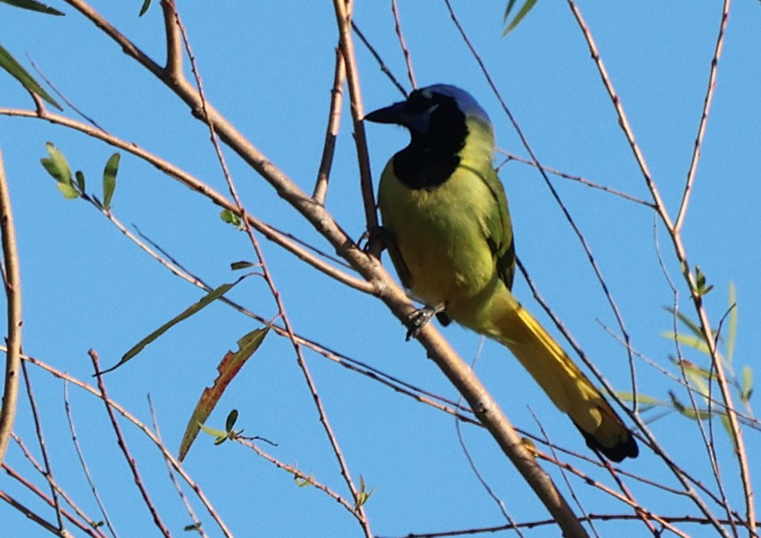 Green Jay - ML644772550