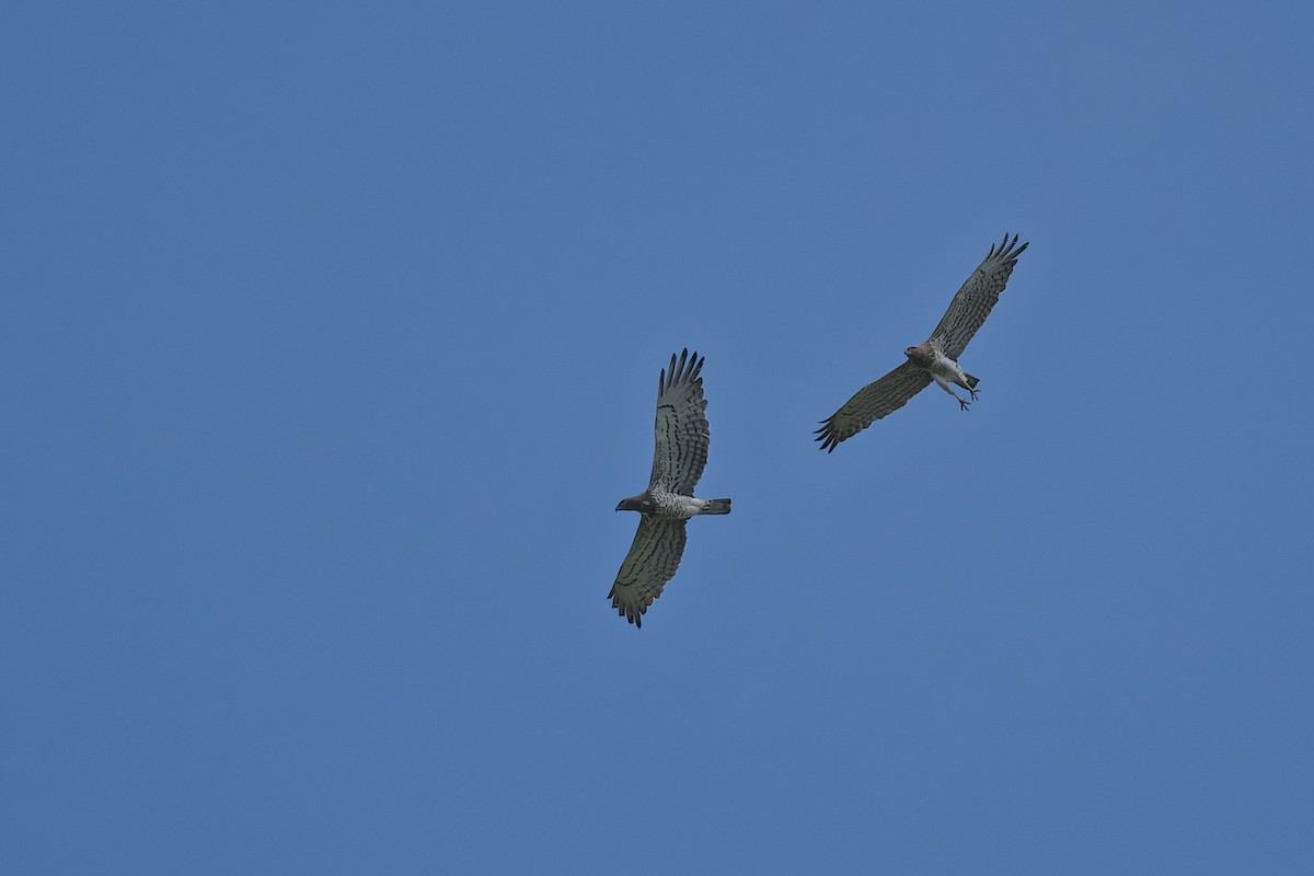 Short-toed Snake-Eagle - ML644772552