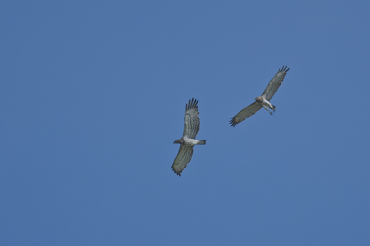 Short-toed Snake-Eagle - ML644772553