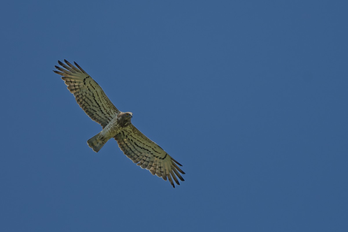 Short-toed Snake-Eagle - ML644772554