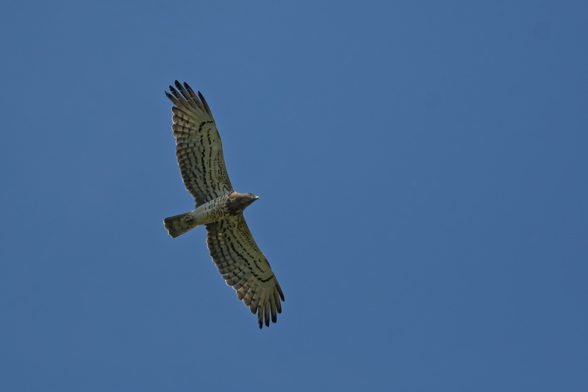 Short-toed Snake-Eagle - ML644772555