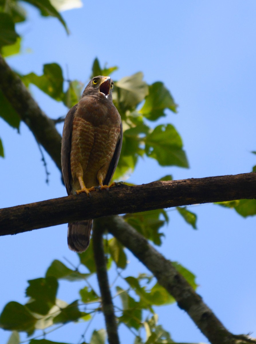 Roadside Hawk - ML644772558