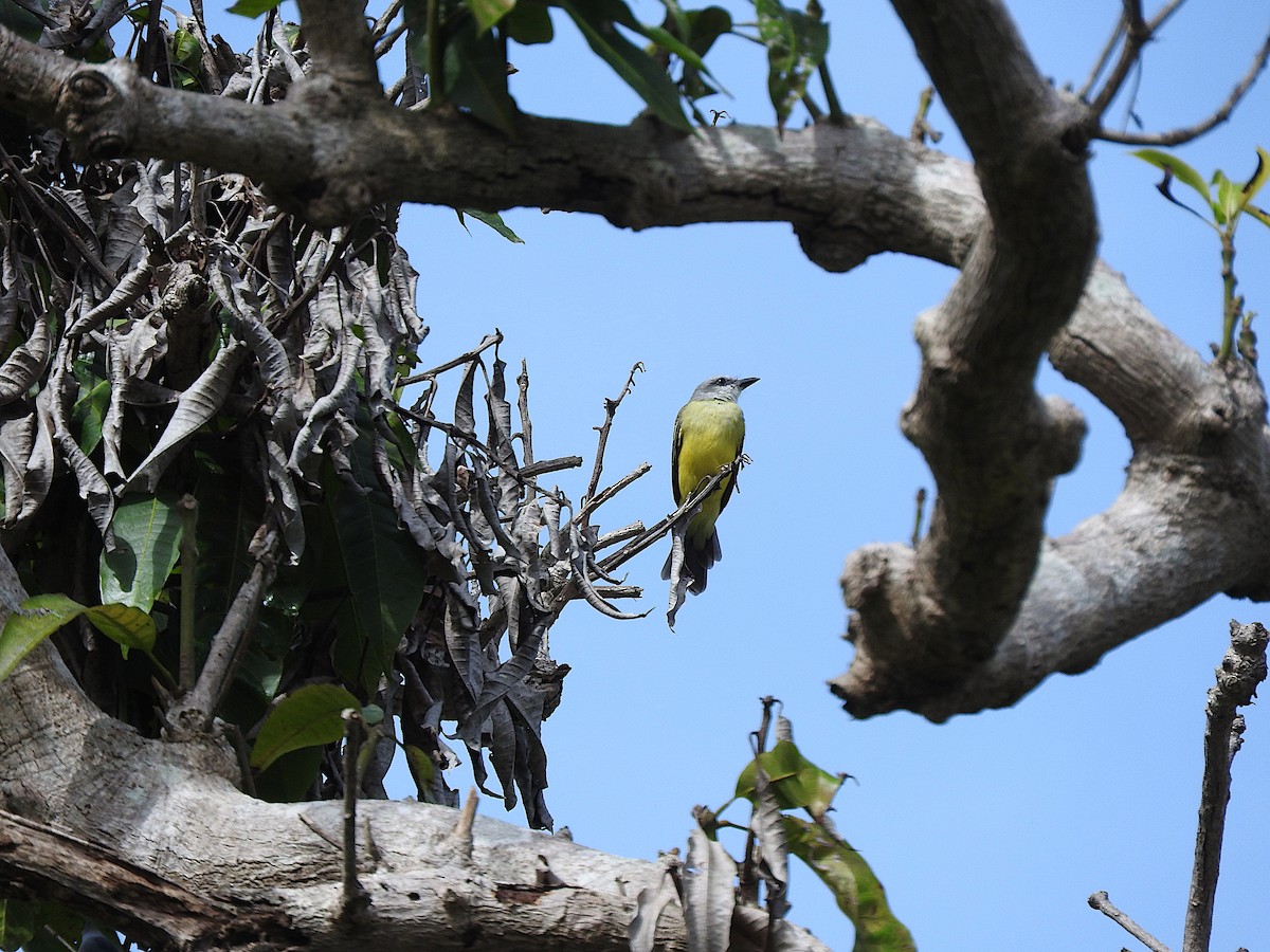 Tropical Kingbird - ML644772563