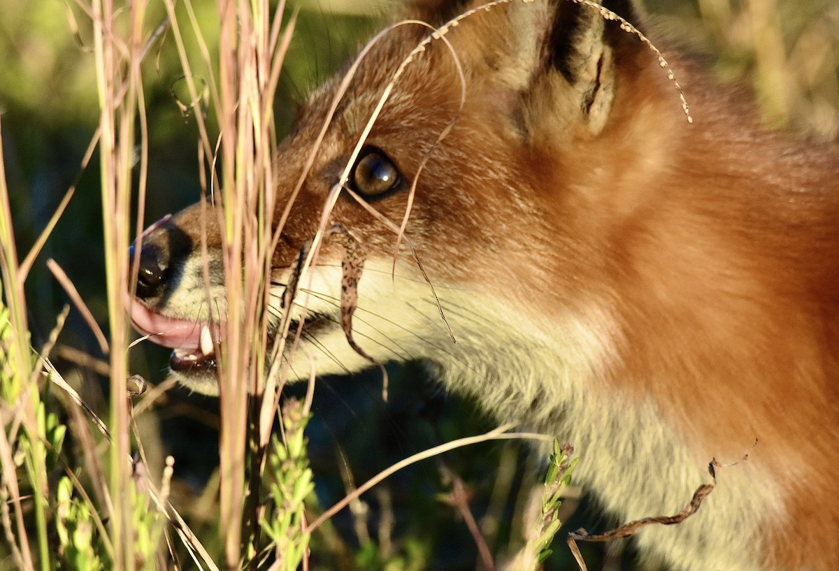 Animals - ML644772564