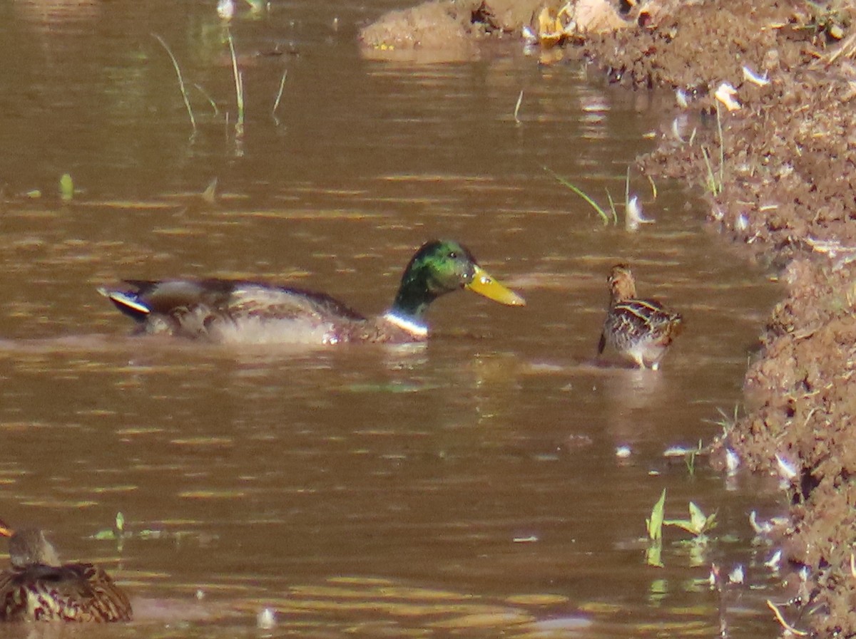 Зэрлэг нугас - ML644772565