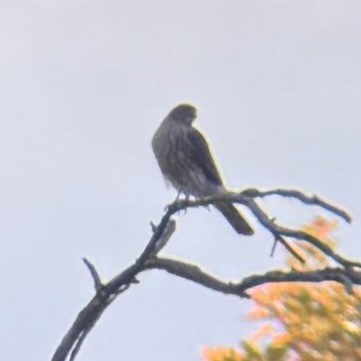 Sharp-shinned Hawk - ML644772566