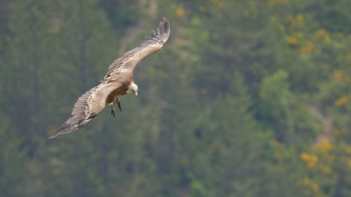 Eurasian Griffon - ML644772567